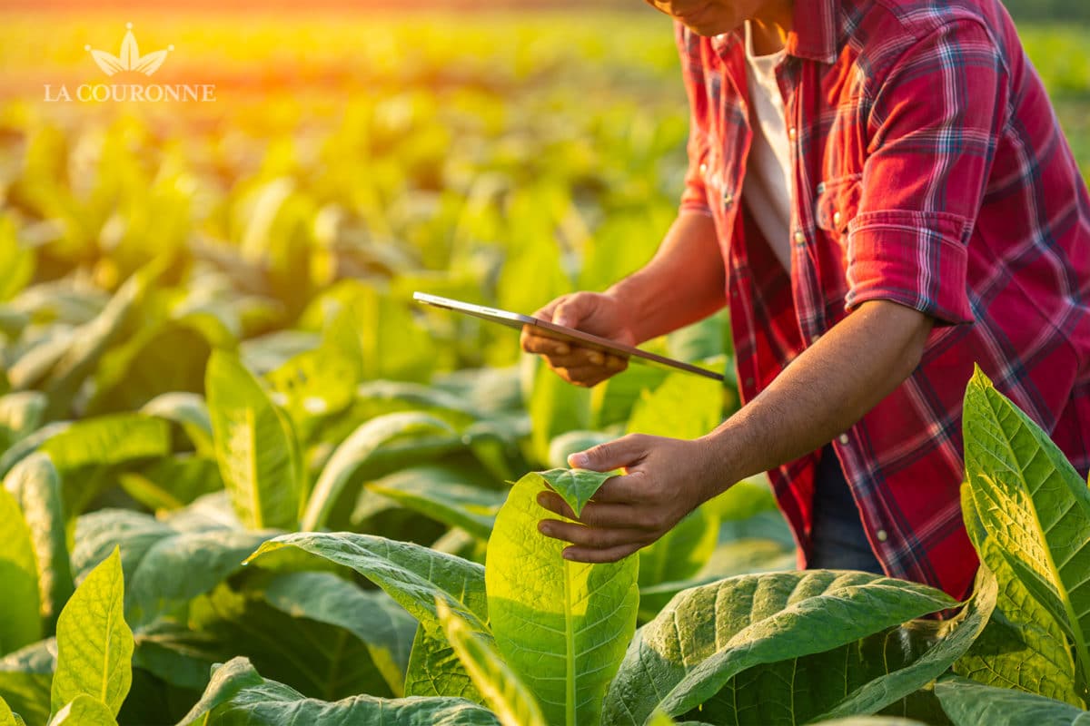 Les variétés de tabac