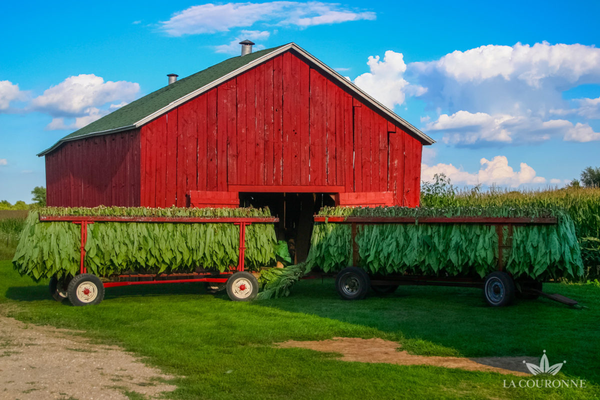 La vallée du Connecticut : berceau du tabac d’exception pour cigares